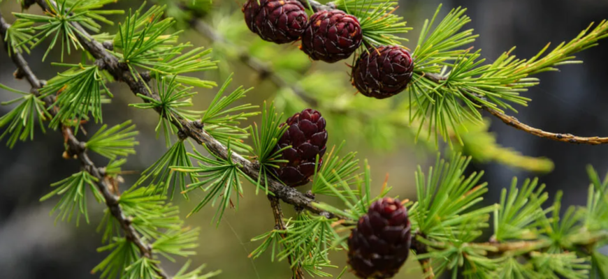 Почему лиственница сбрасывает хвою